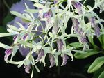 15428 White and purple orchide.jpg